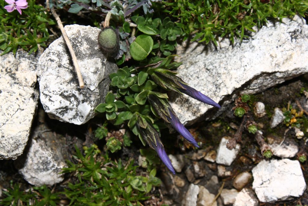 Gentiana terglouensis